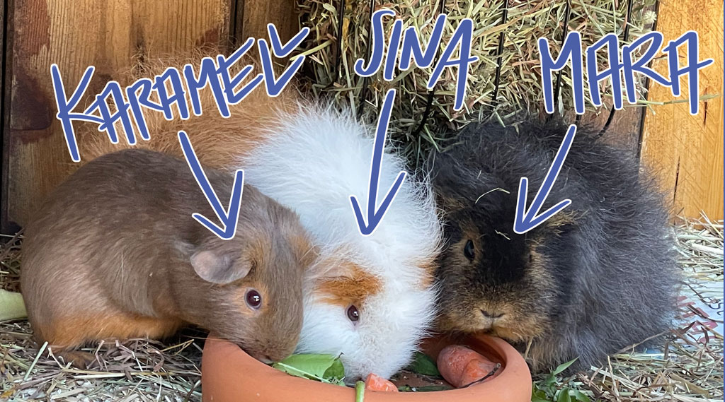 Meerschweinchen Nahaufnahme